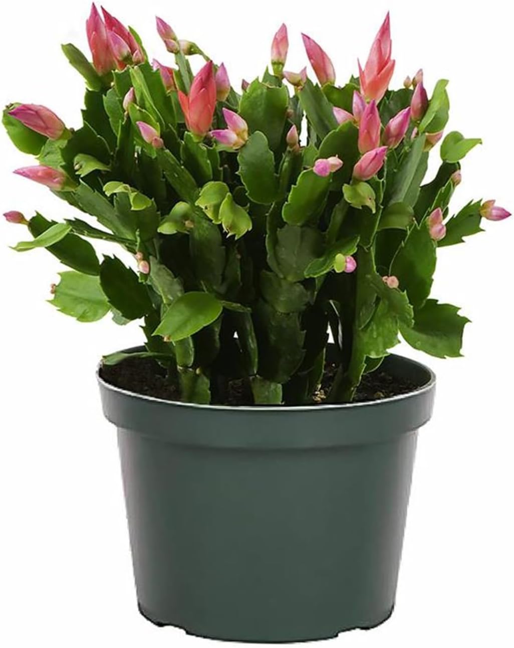 How to Care for Your Christmas Cactus