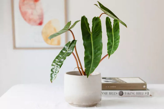 Unlock the Magic of Philodendron Billietiae