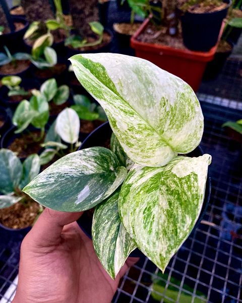 IMPORT- Scindapsus Moonlight Marble Variegated (No Import Permit Required, we use ours for you!)