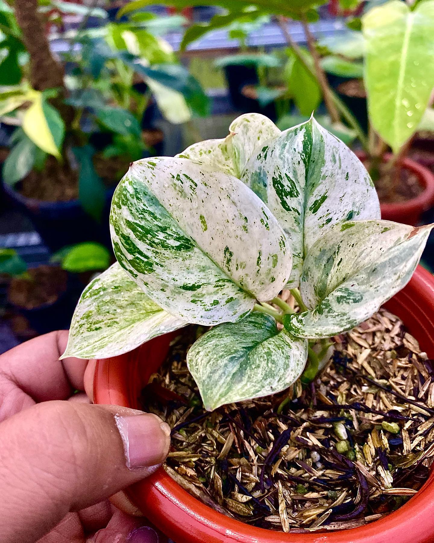 IMPORT- Scindapsus Moonlight Marble Variegated (No Import Permit Required, we use ours for you!)