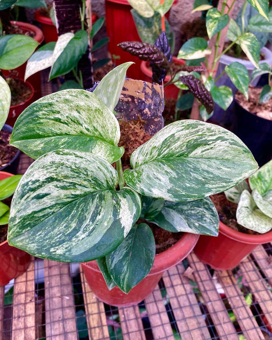 IMPORT- Scindapsus Moonlight Marble Variegated (No Import Permit Required, we use ours for you!)