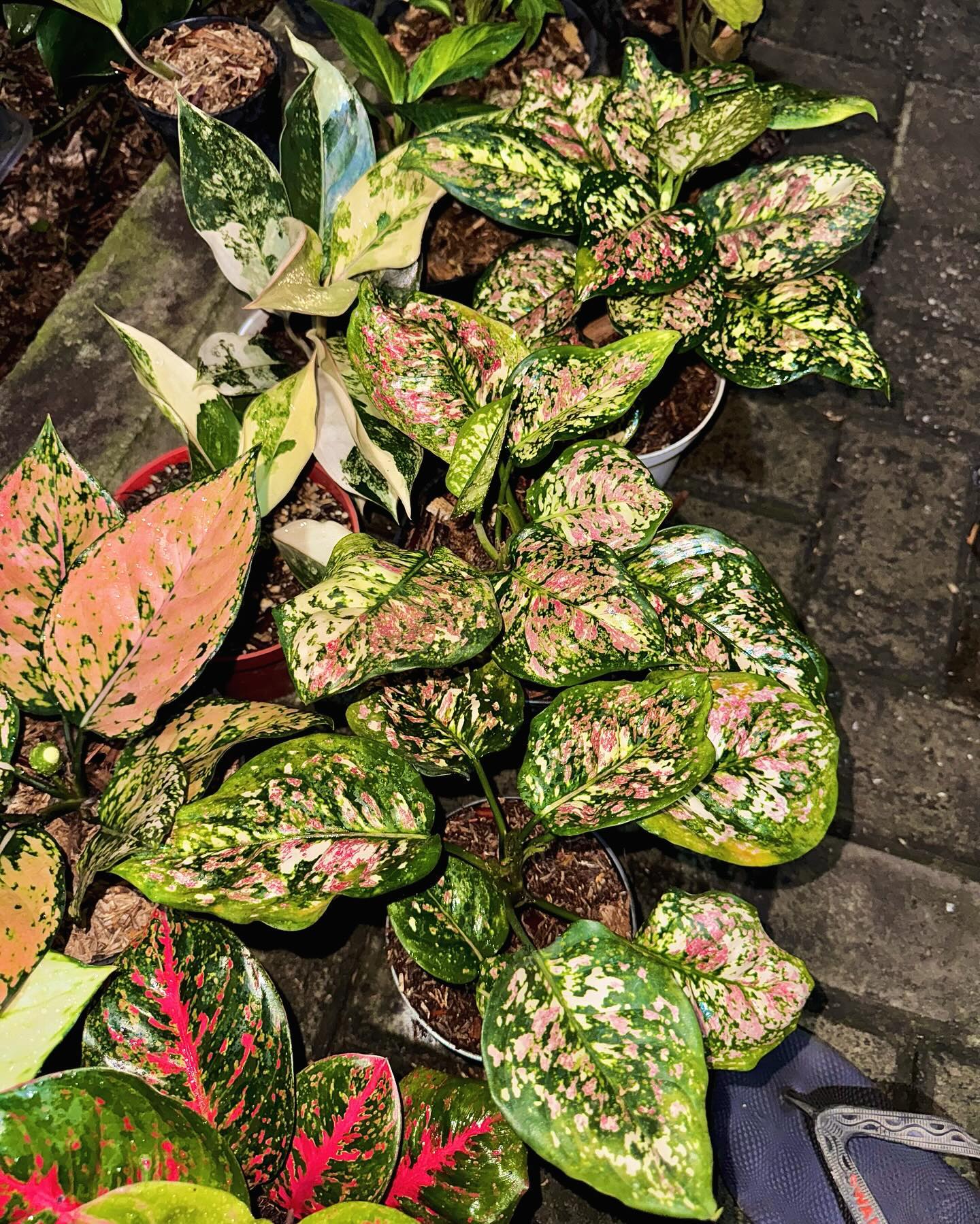 IMPORT- Aglaonema Pink Tricolor (No Import Permit Required, We use ours)