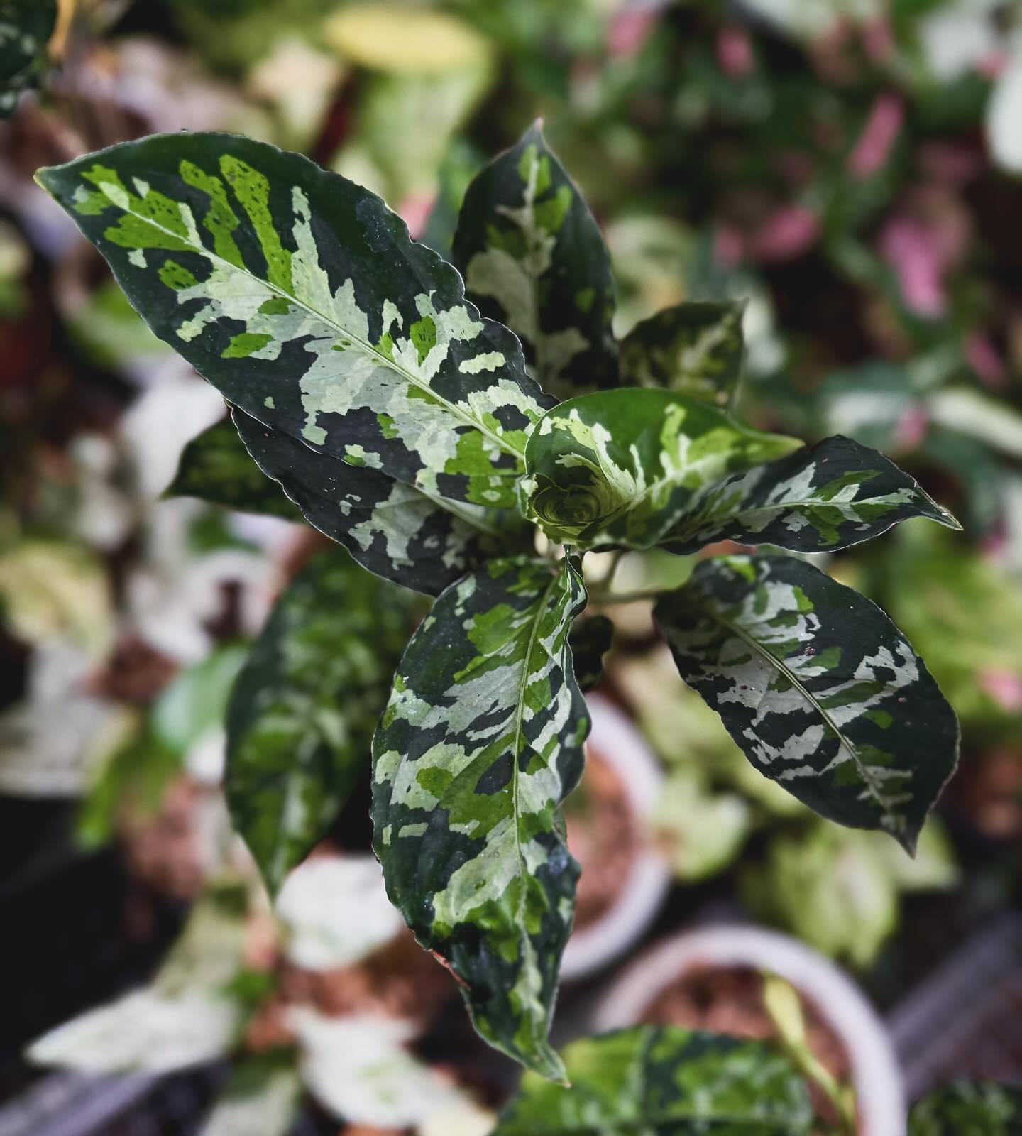 IMPORT- Aglaonema Army (No Import Permit Required, We use ours)