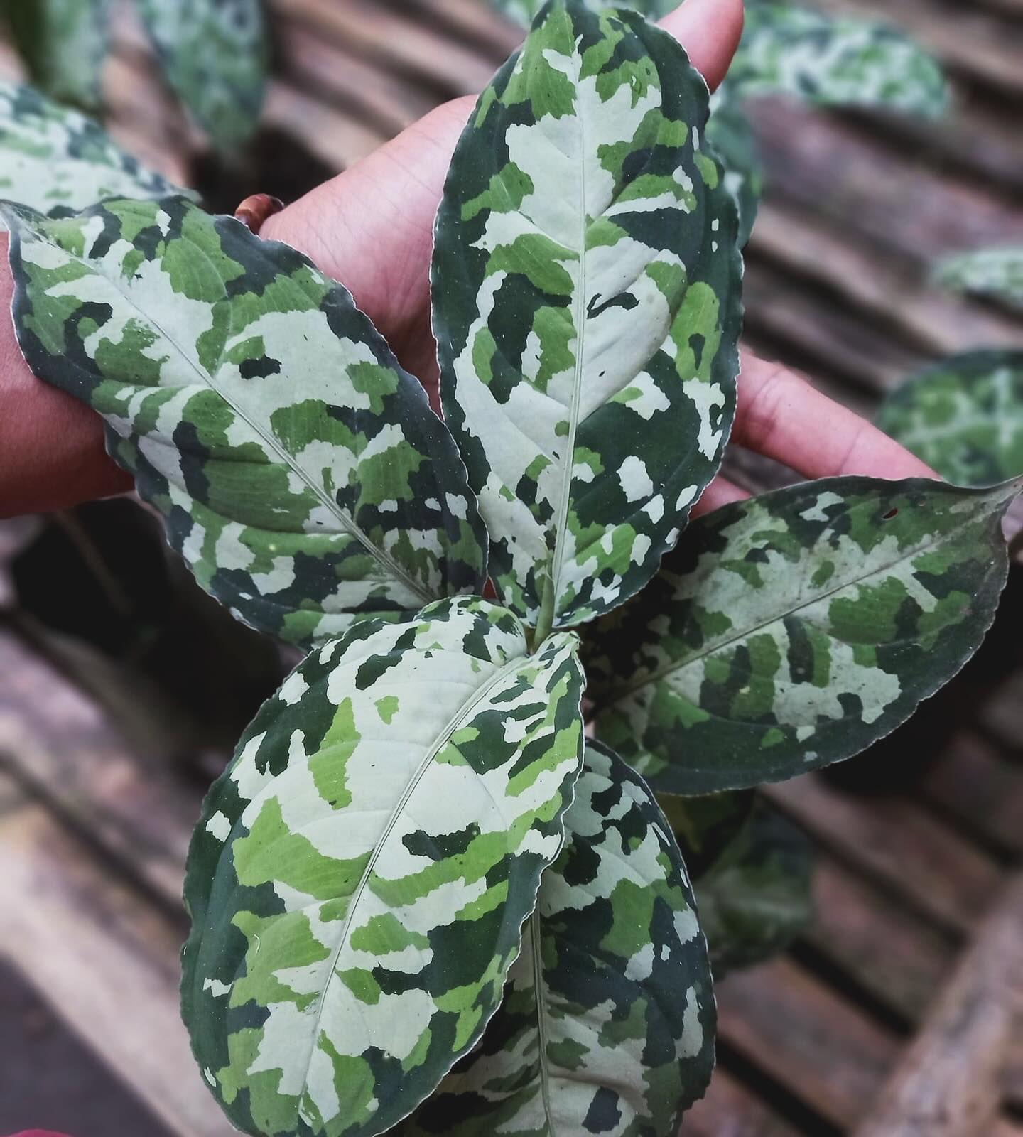 IMPORT- Aglaonema Army (No Import Permit Required, We use ours)