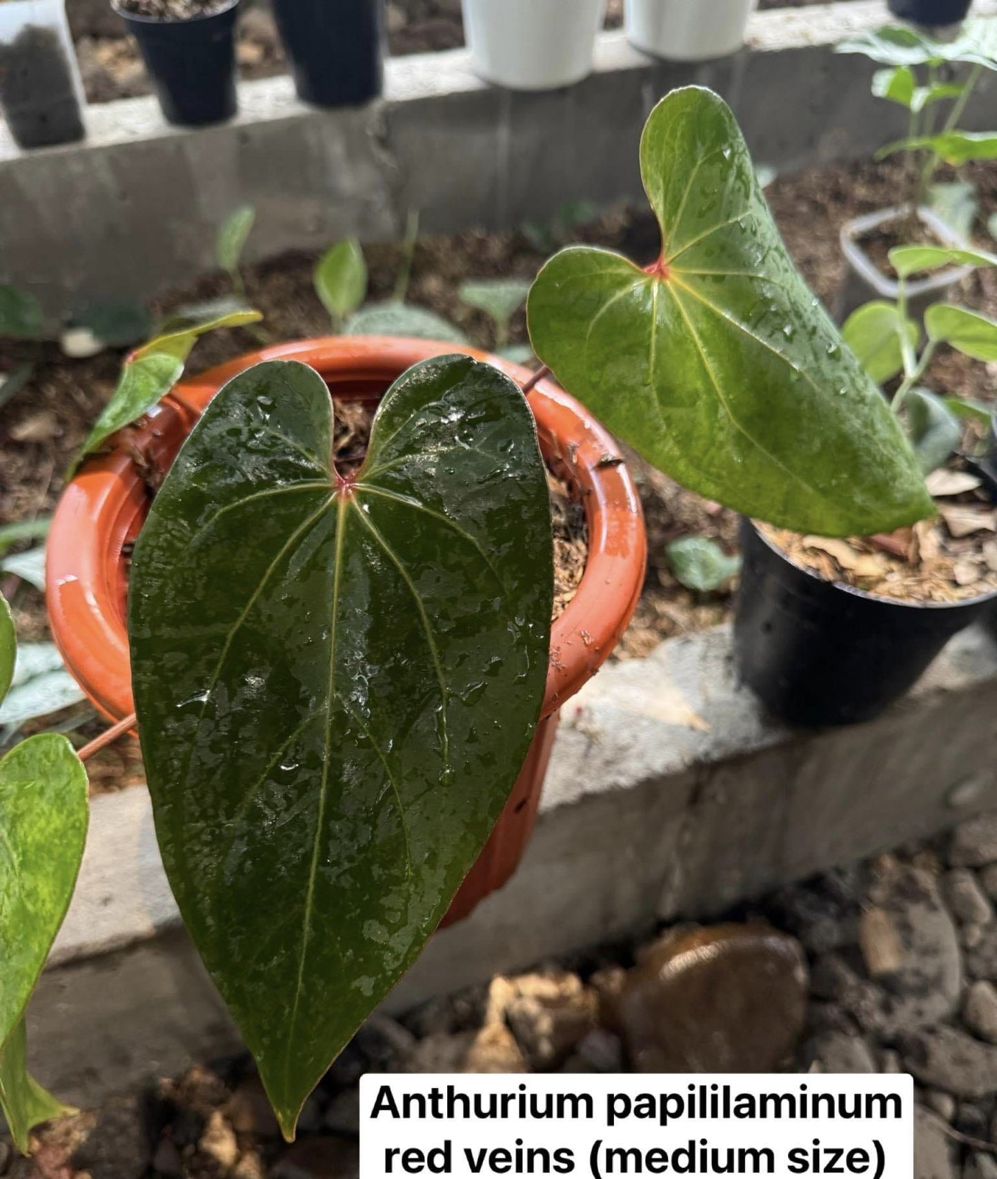 IMPORT- Anthurium Papililaminum Red Vein (No Import Permit Required, We use ours)