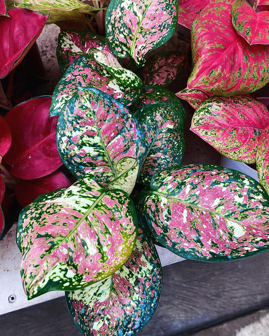 IMPORT- Aglaonema Pink Tricolor (No Import Permit Required, We use ours)