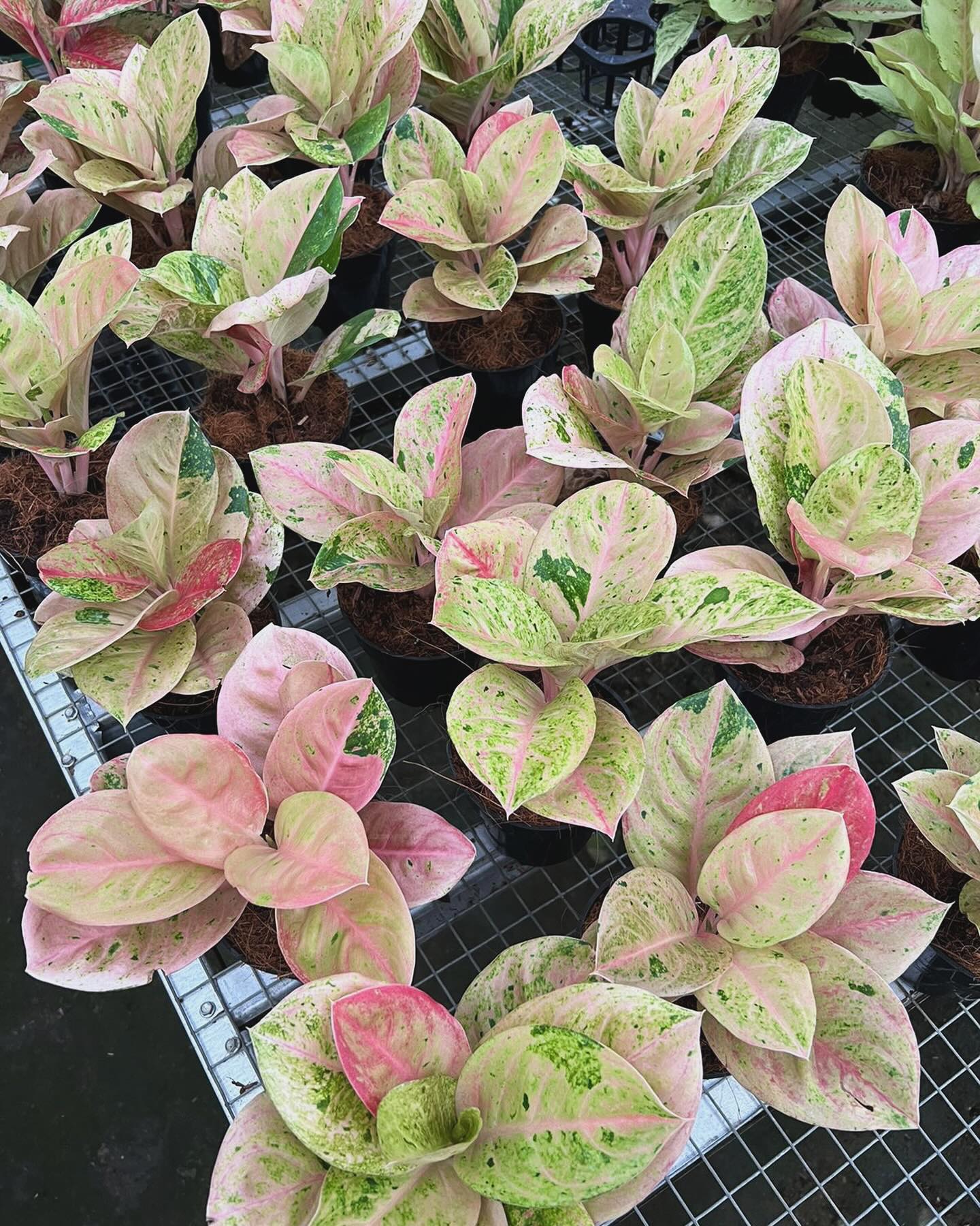 IMPORT- Aglaonema Pink Emerald (No Import Permit Required)