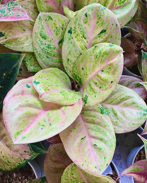 IMPORT- Aglaonema Pink Emerald (No Import Permit Required)