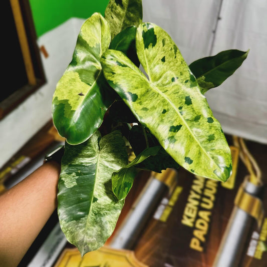 IMPORT- Philodendron Variegated Burle Marx Pariso Verde (No Import Permit Required, we use ours for you!)