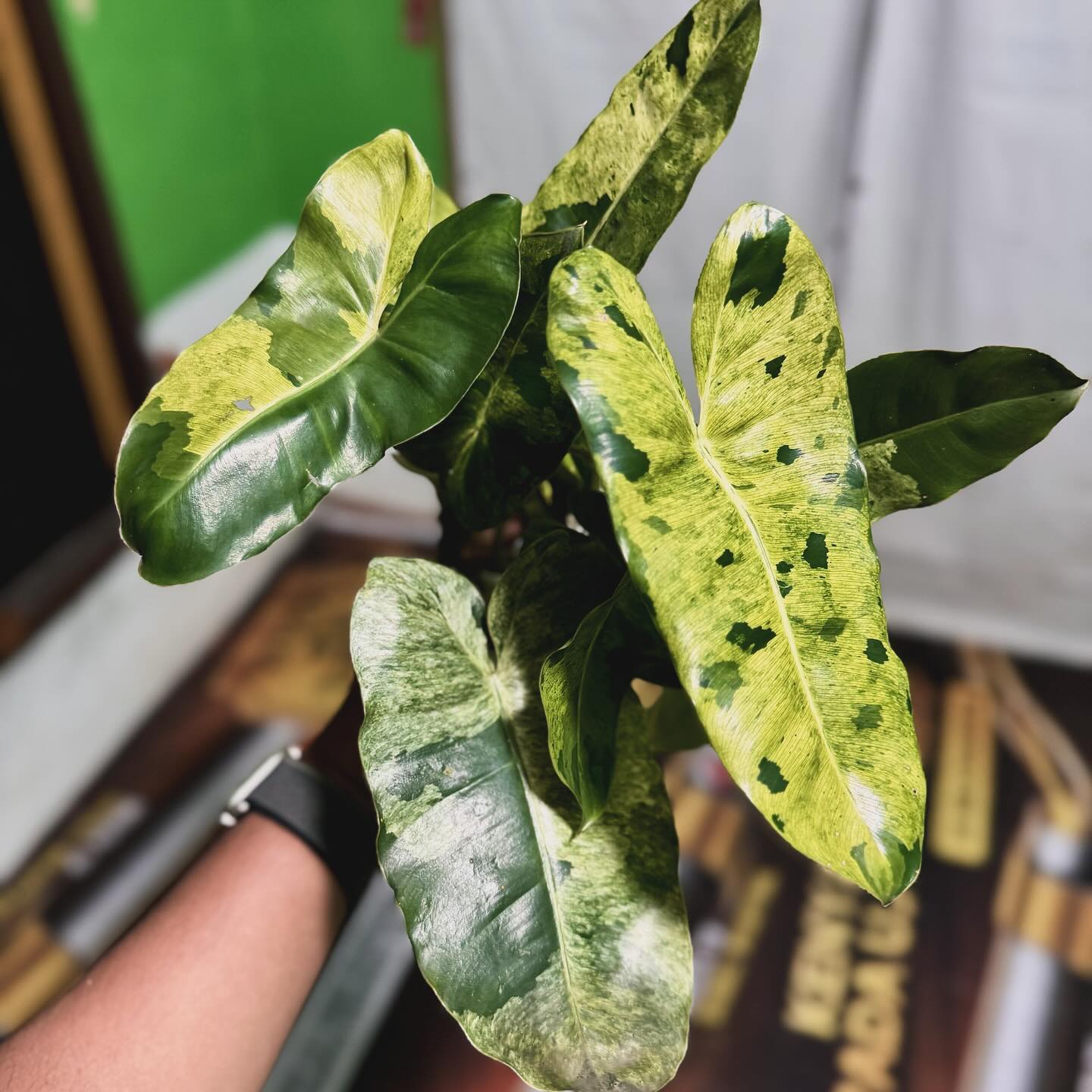 IMPORT- Philodendron Variegated Burle Marx Pariso Verde (No Import Permit Required, we use ours for you!)