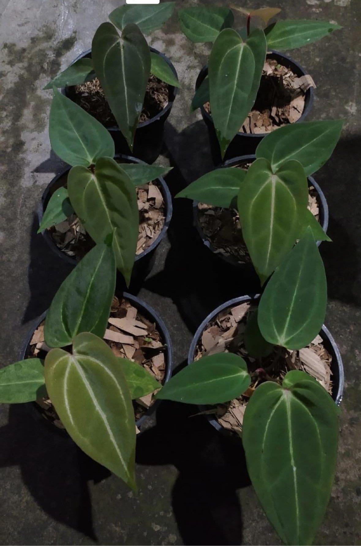 IMPORT- Anthurium Clara Blackakiae Papililaminum Seedling (No Import Permit Required, We use ours)