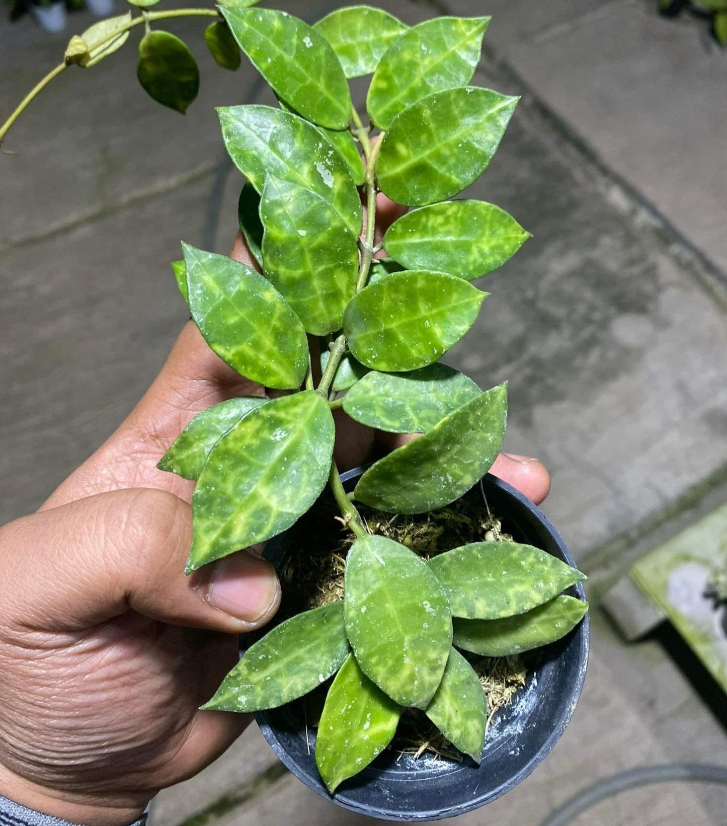 IMPORT- Hoya Lucanosa Amarilo (No Import Permit Required, we use ours for you!)