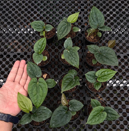 IMPORT- Anthurium Dorayaki x Luxurians Seedling (No Import Permit Required, We use ours)