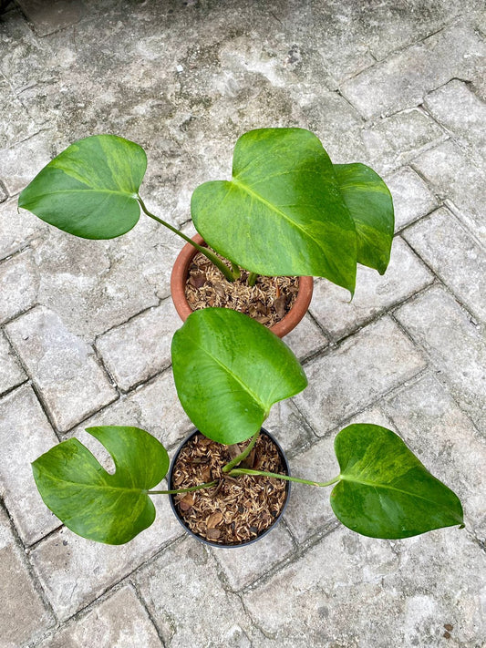 IMPORT- Monstera Green-on-Green (different from Monstera Auera) (No Import Permit Required, We use ours)