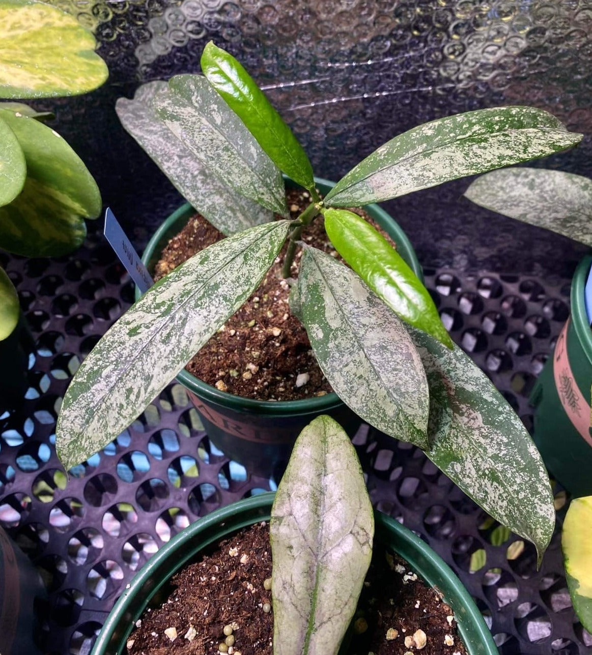 IMPORT- Hoya Multiflora Splash (No Import Permit Required, We use ours)