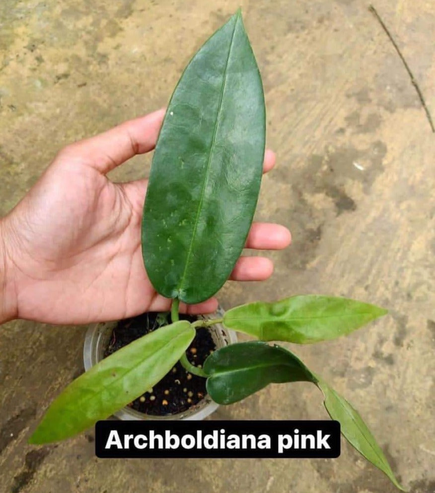 IMPORT- Hoya Archboldiana Pink (No Import Permit Required, we use ours for you!)