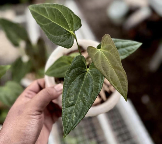 IMPORT- Anthurium Fort Sherman Seedling (No Import Permit Required, We use ours)