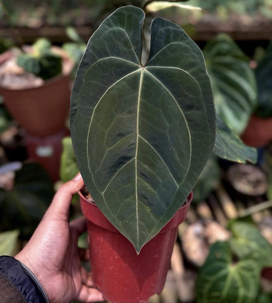 IMPORT- Anthurium Dressleri x Blue Papililaminum Large Size (No Import Permit Required, We use ours)