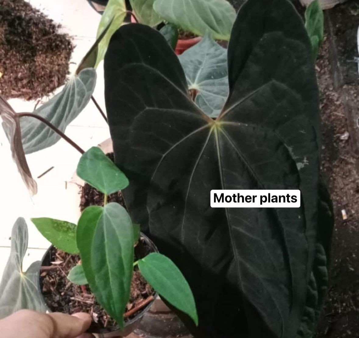 IMPORT- Anthurium Papililaminum X-One Seedling (No Import Permit Required, We use ours)