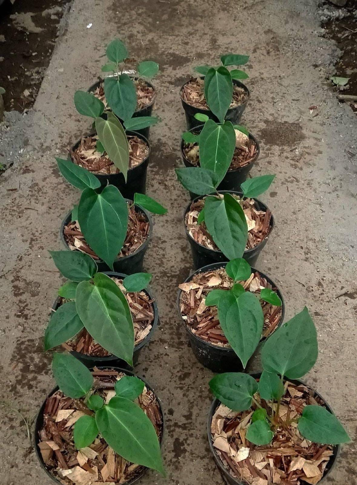 IMPORT- Anthurium Papililminum x  Chamberlain Seedling (No Import Permit Required, We use ours)