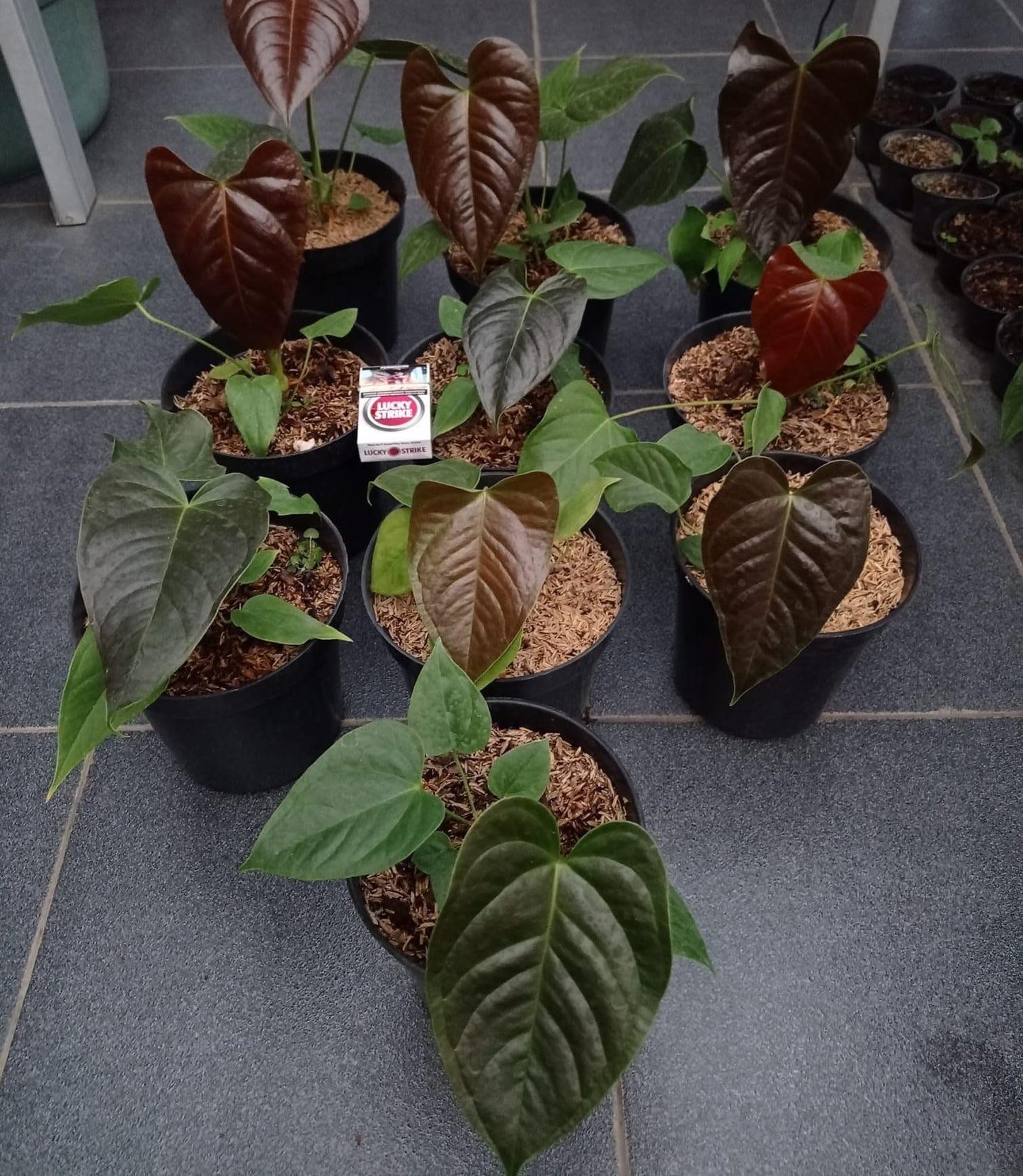 IMPORT- Anthurium Blue Modeanum (No Import Permit Required, We use ours)