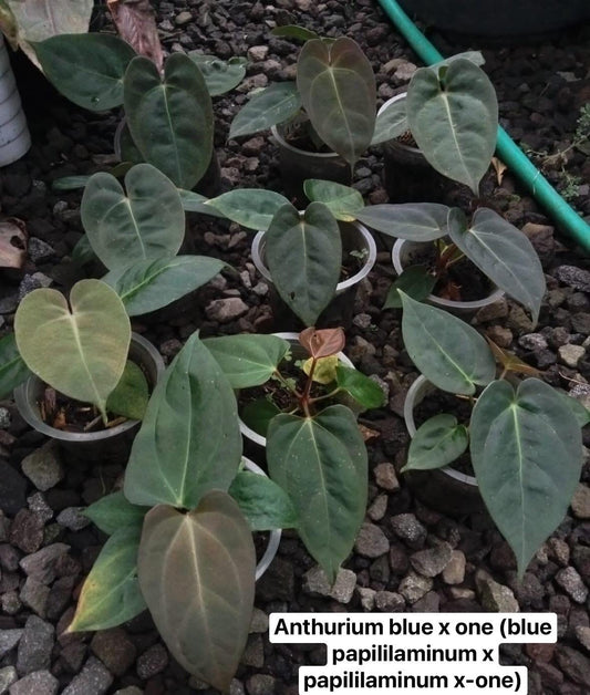 IMPORT- Anthurium Blue X-One Papililaminum x Papililaminum X-One Seedling (No Import Permit Required, We use ours)