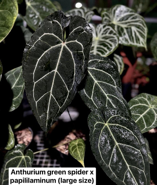 IMPORT- Anthurium Green Spider x Papililminum Large (No Import Permit Required, We use ours)