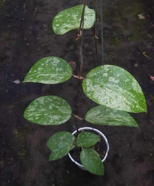 IMPORT- Hoya Verticilata Super Splash (No Import Permit Required, We use ours)