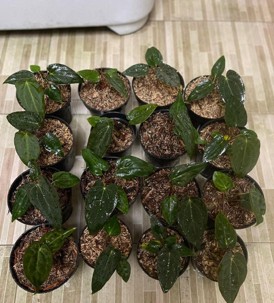 IMPORT- Anthurium Blue Papililminum Seedling (No Import Permit Required, We use ours)