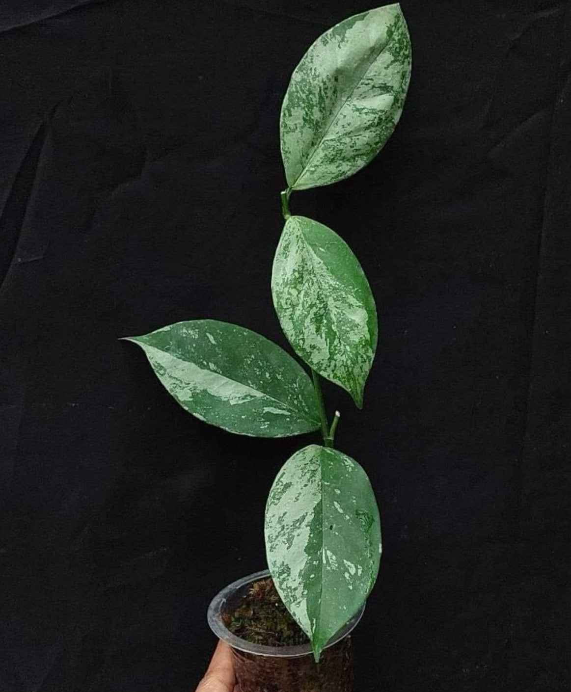 IMPORT- Hoya Coriacea Splash (No Import Permit Required, we use ours for you!)