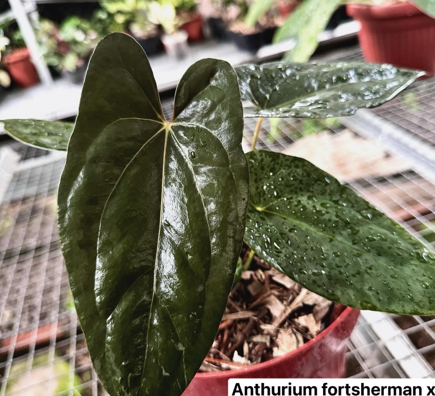 IMPORT- Anthurium Fort Sherman x Dark Phoenix (No Import Permit Required, We use ours)