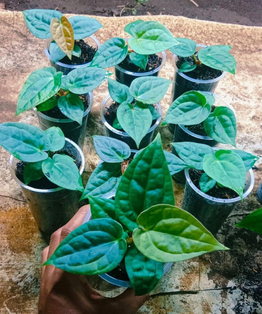 IMPORT- Anthurium Portillae Luxurians Seedling (No Import Permit Required, We use ours)