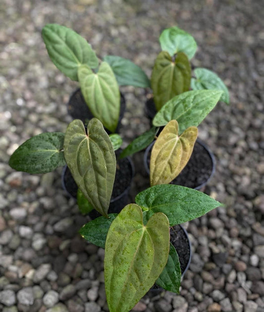 IMPORT- Anthurium Papililaminum X-One Seedling (No Import Permit Required, We use ours)