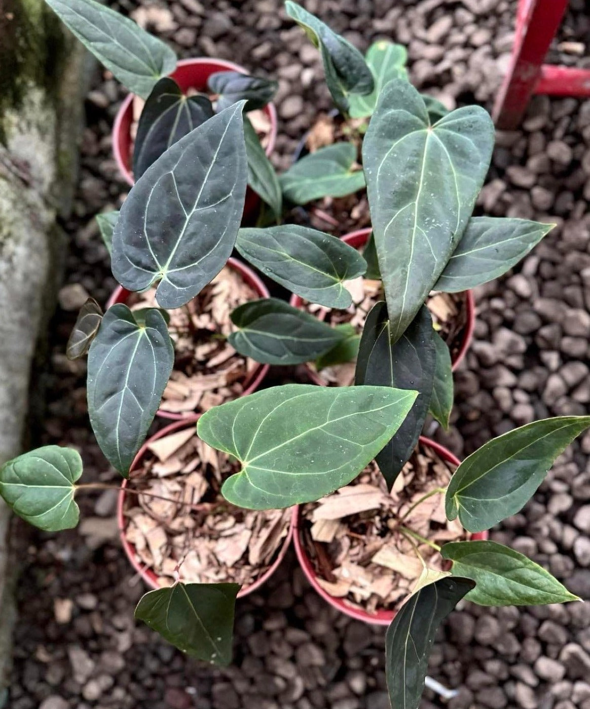 IMPORT- Anthurium Blue  Spider (No Import Permit Required, We use ours)