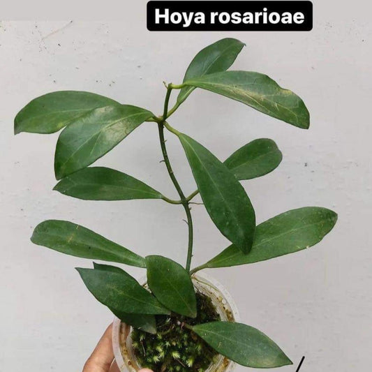 IMPORT- Hoya Rosarioae (No Import Permit Required, We use ours)