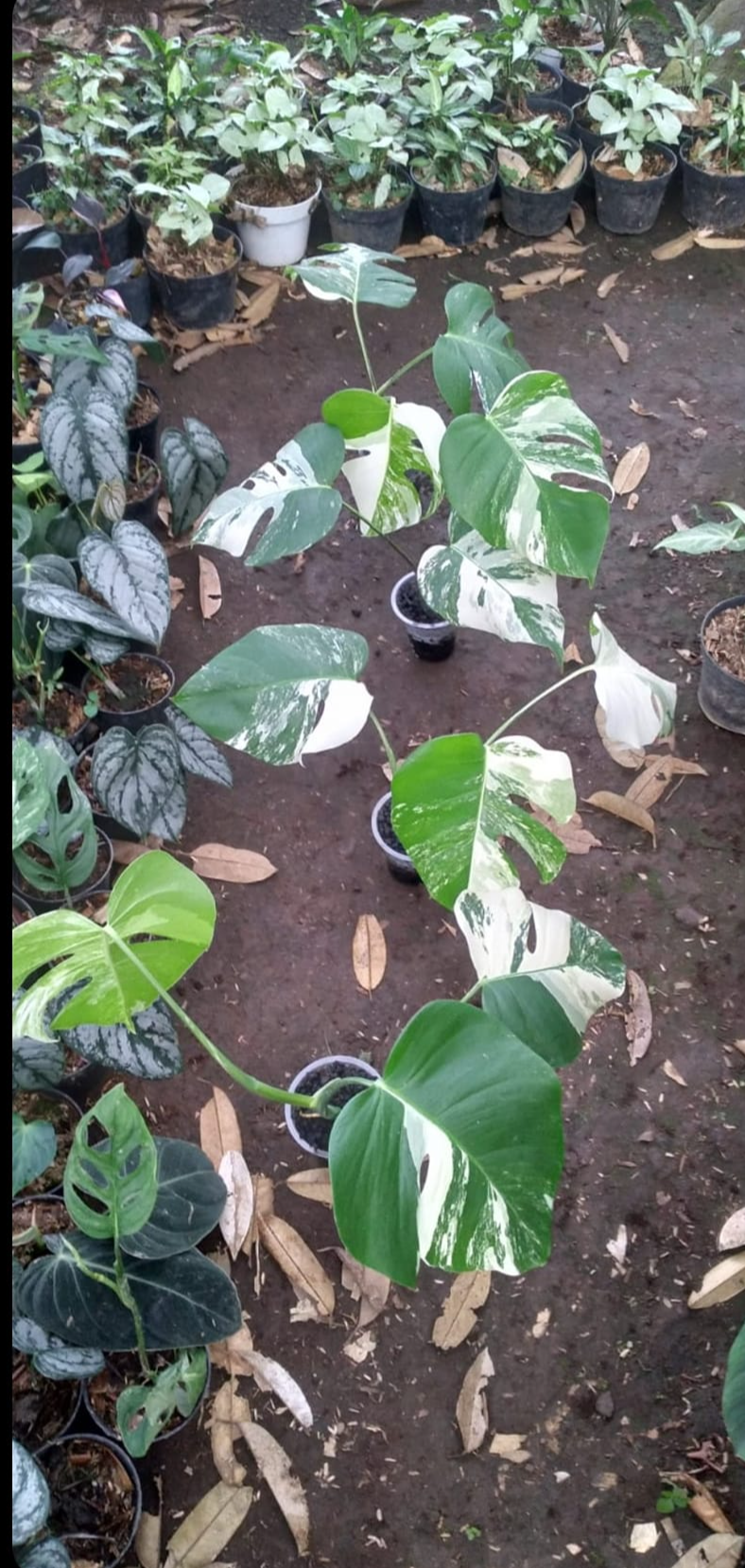 IMPORT- Monstera Delicosa Albo (No Import Permit Required, We use ours)