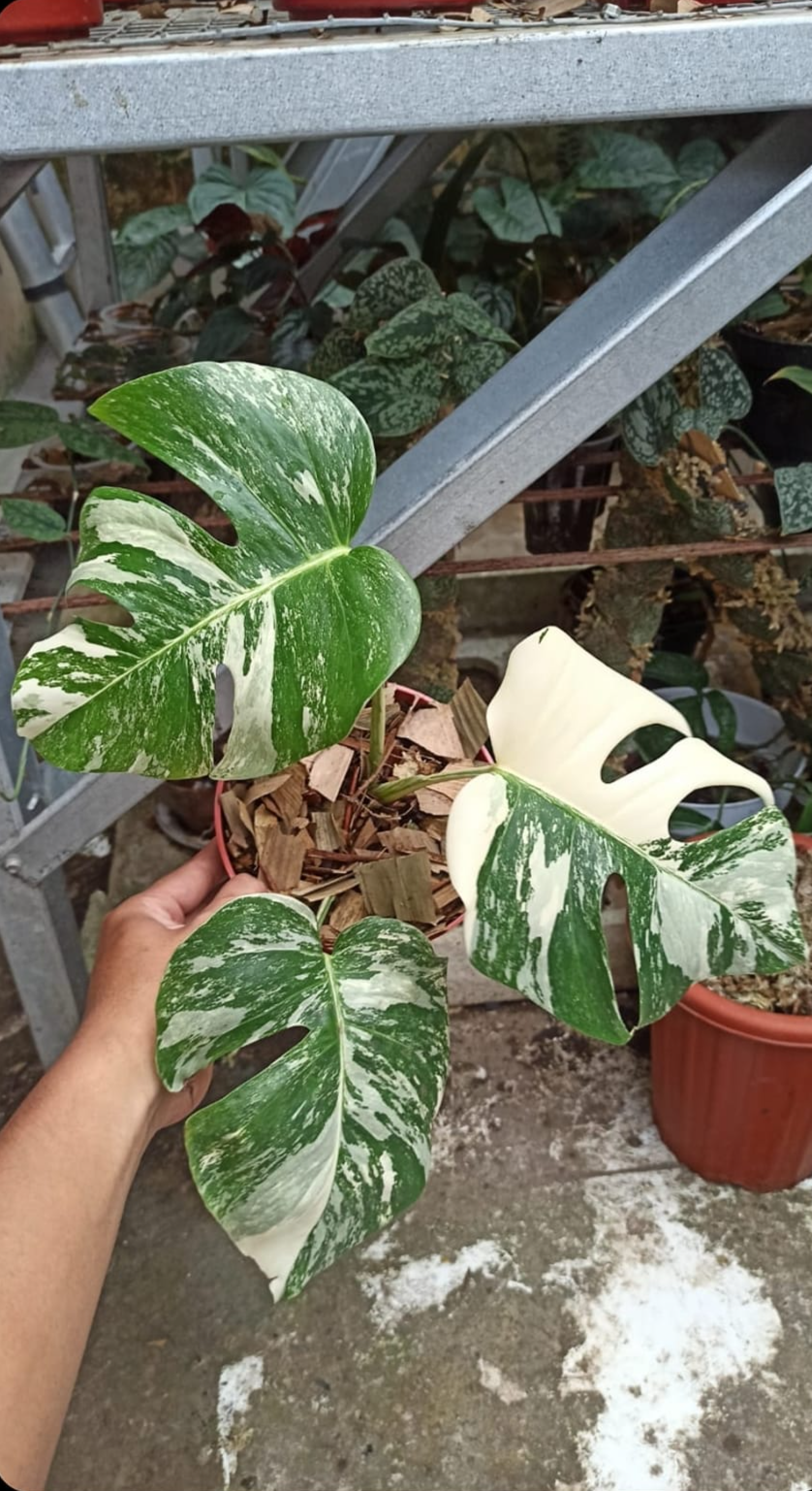 IMPORT- Monstera Delicosa Albo (No Import Permit Required, We use ours)