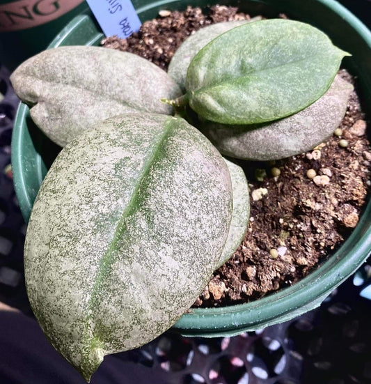 IMPORT- Hoya Mitrata Silver (Rare (No Import Permit Required, We use ours)