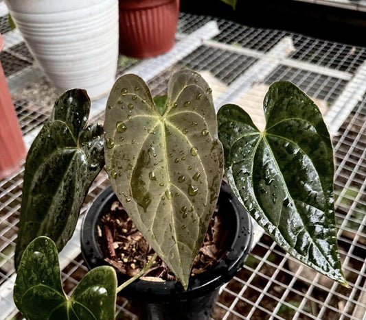 IMPORT- Anthurium Papililaminum X-One x Red Spider (No Import Permit Required, We use ours)