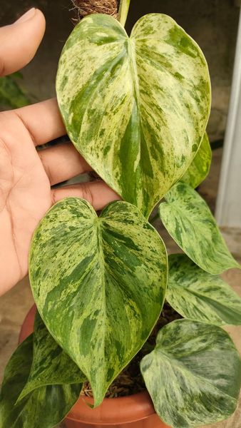 IMPORT- Variegated Heartleaf Philodendron / Micans Mint (No Import Permit Required, we use ours for you!)