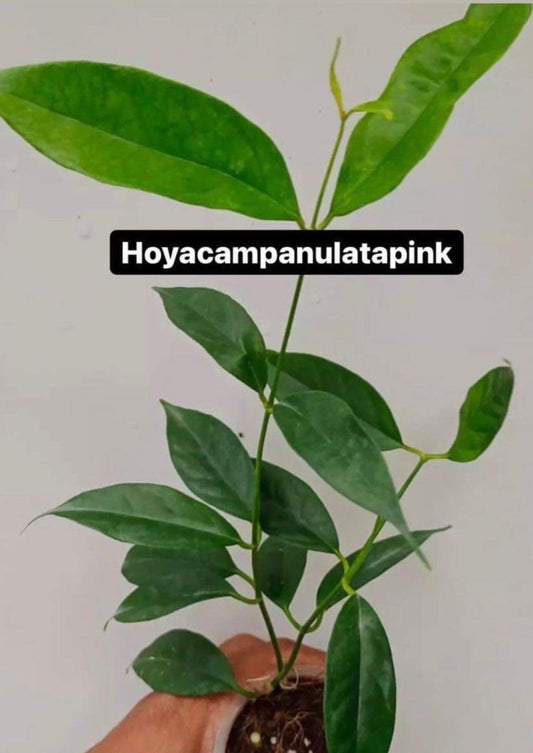 IMPORT- Hoya Campanulata Pink (No Import Permit Required, we use ours for you!)