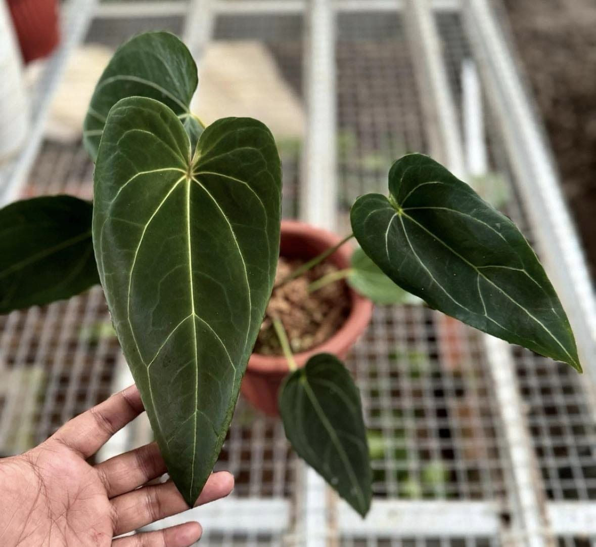 IMPORT- Anthurium Green Spider (No Import Permit Required, We use ours)