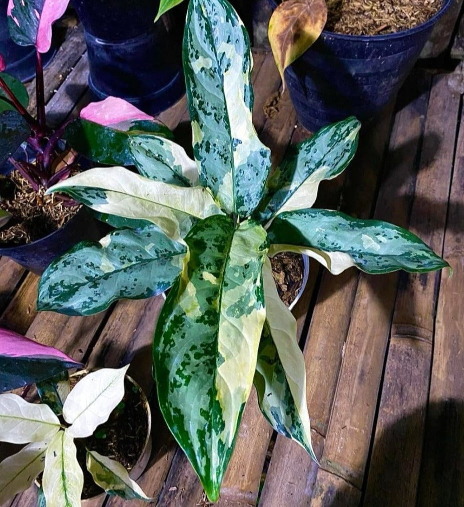 IMPORT- Aglaonema Manila Pride (No Import Permit Required, We use ours)