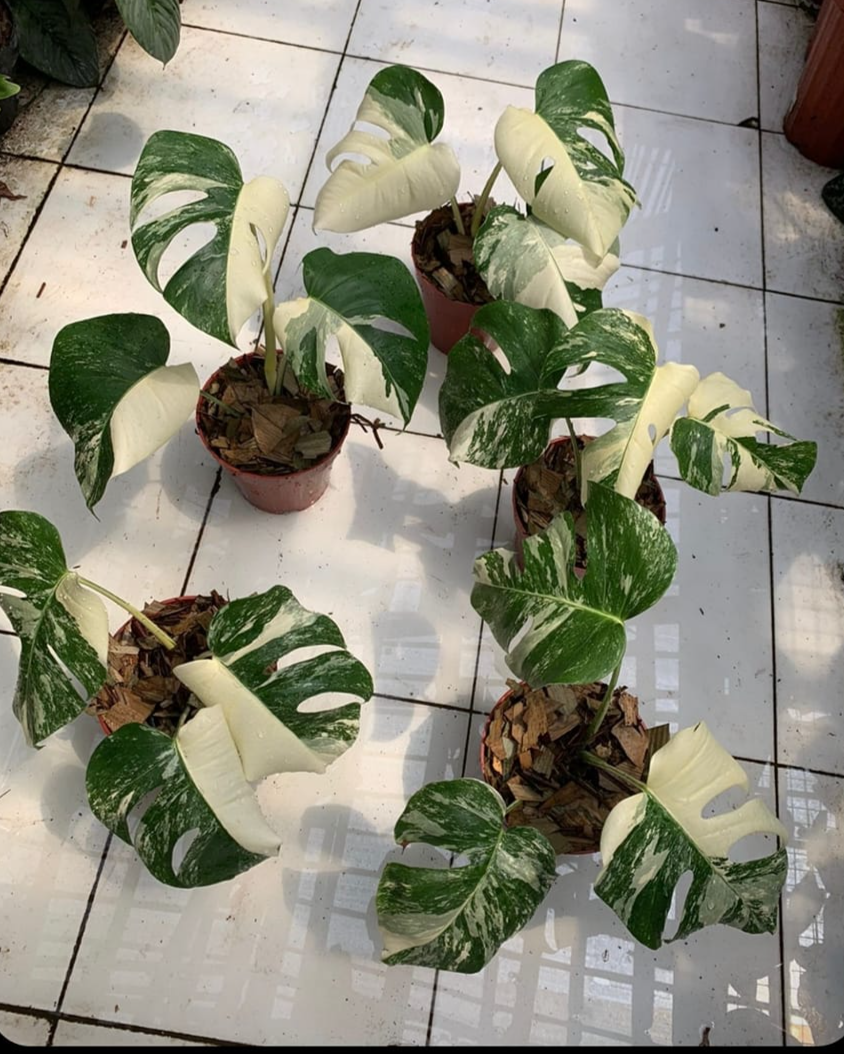 IMPORT- Monstera Delicosa Albo (No Import Permit Required, We use ours)