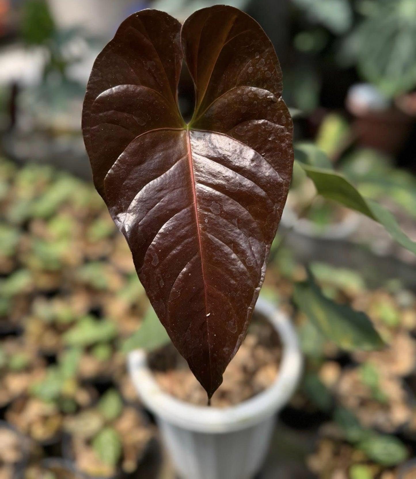 IMPORT- Anthurium Chamberlain Large Size (No Import Permit Required, We use ours)