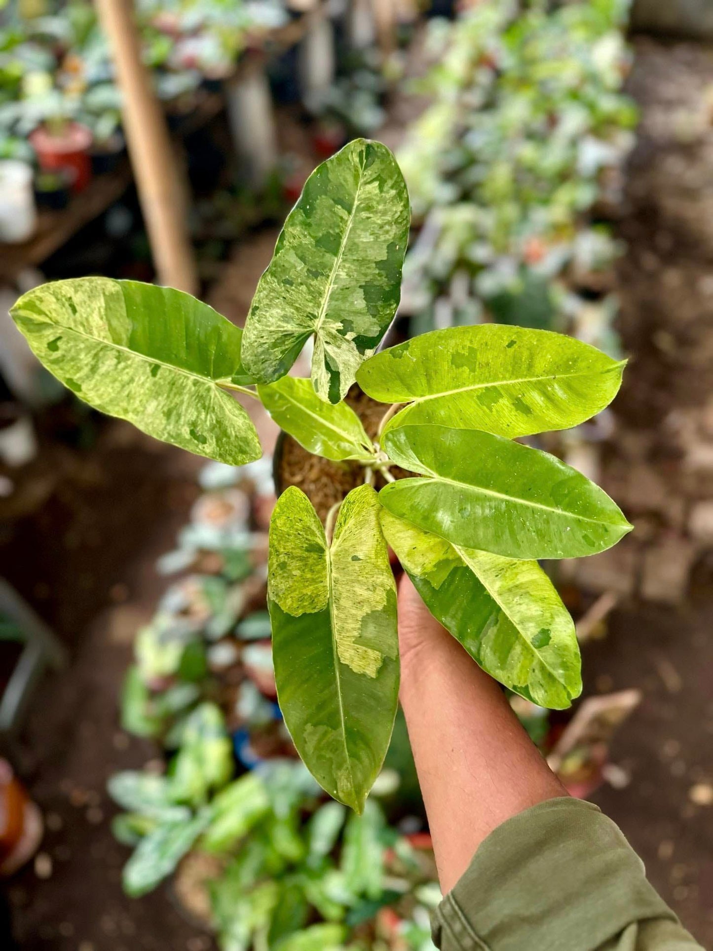 IMPORT- Philodendron Variegated Burle Marx Pariso Verde (No Import Permit Required, we use ours for you!)