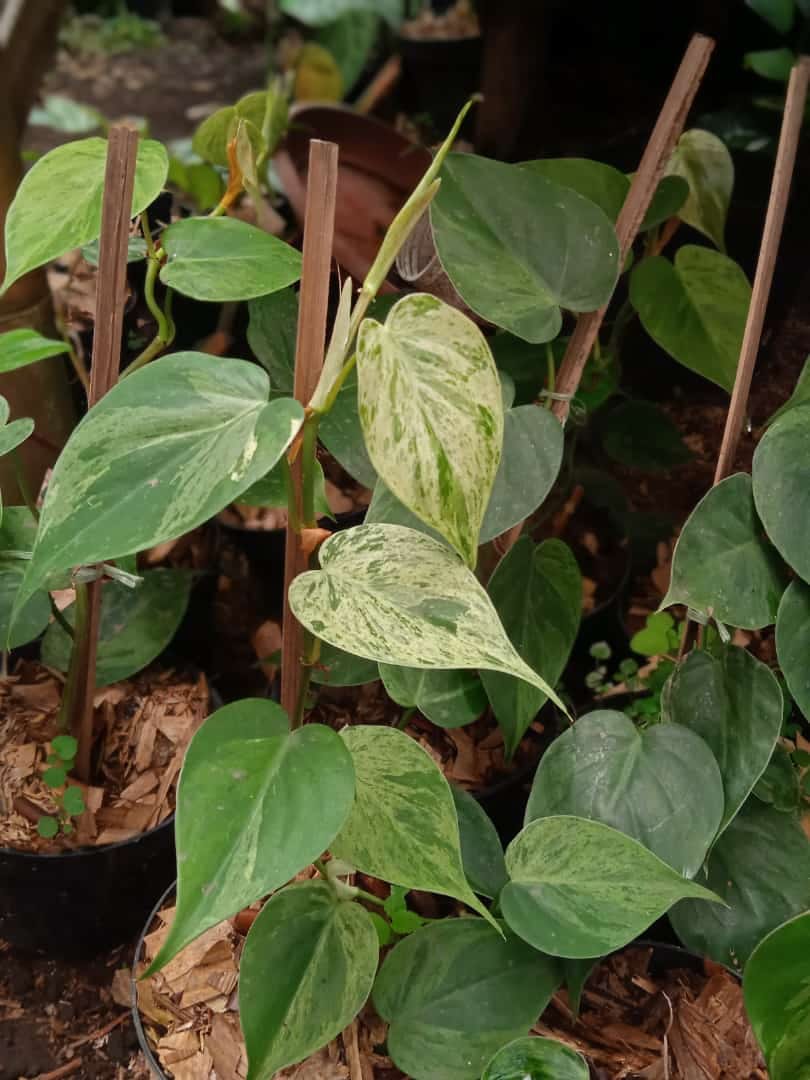 IMPORT- Variegated Heartleaf Philodendron / Micans Mint (No Import Permit Required, we use ours for you!)