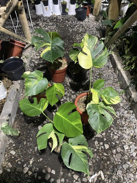 IMPORT- Monstera Auera (No Import Permit Required, We use ours)