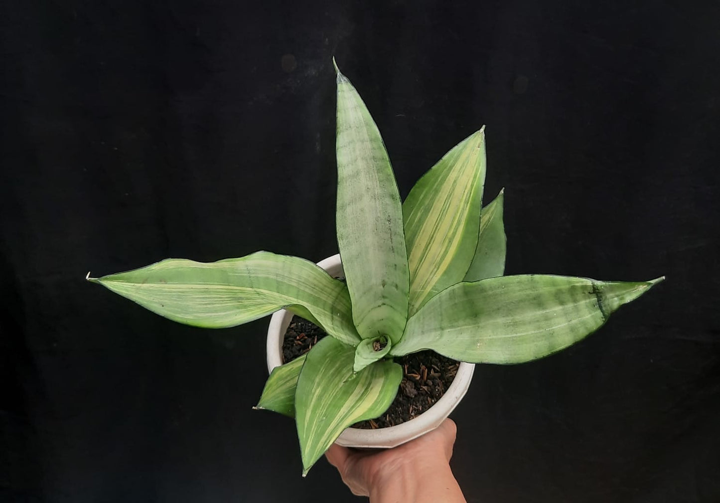 IMPORT- Sansevieria Moonshine Variegated (No Import Permit Required, we use ours for you!)