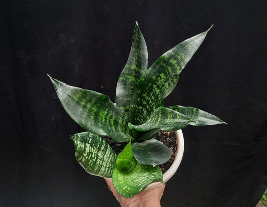 IMPORT- Sanseveira Moonshine Mutation Black Brazillian (No Import Permit Required, we use ours for you!)